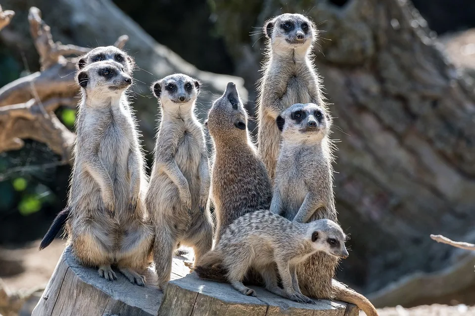 Tierische Auszeit: Wie Little Joe Koblenzer Studierenden den Stress nimmt