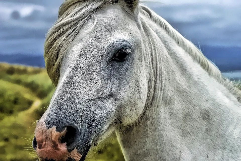 Tragischer Reitunfall auf Rügen: 14-Jährige kommt ums Leben