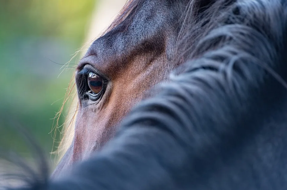 Tragischer Reitunfall auf Rügen: 14-Jährige von Traktor überrollt