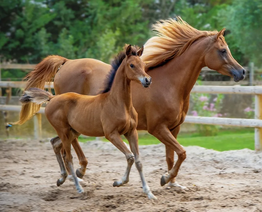 Tragischer Reitunfall auf Rügen: 14-Jährige wird von Traktor überrollt