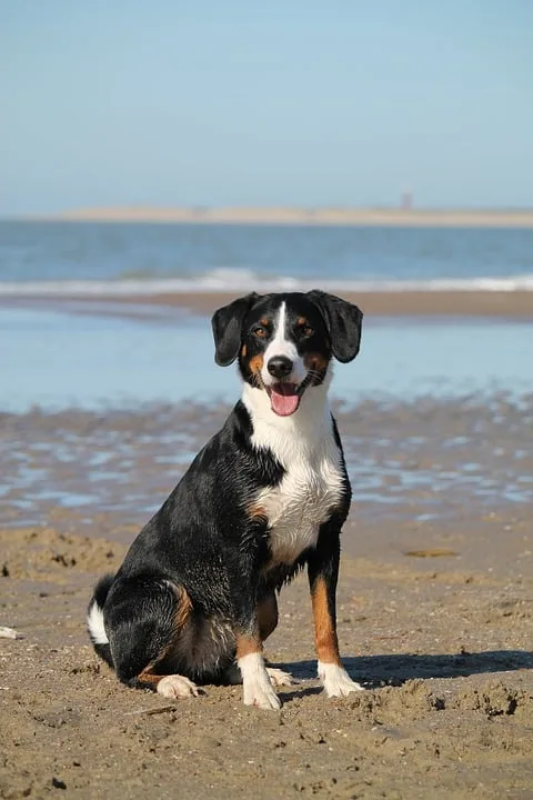 Tragisches Unglück in Accrington: Hund tötet 53-Jährigen