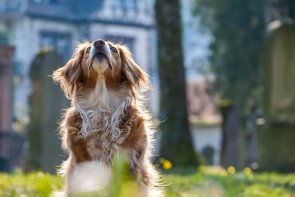 Vermisste Hunde in Bienenbüttel: Tierschutz greift ein