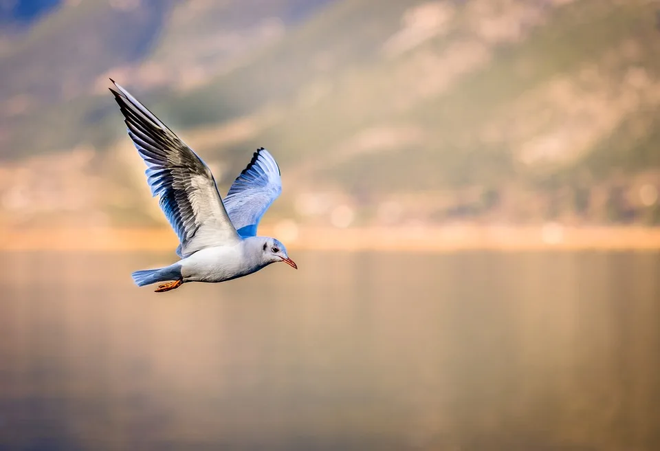 Vogelperspektiven: Jetzt für den Schutz unserer gefiederten Freunde einsetzen!