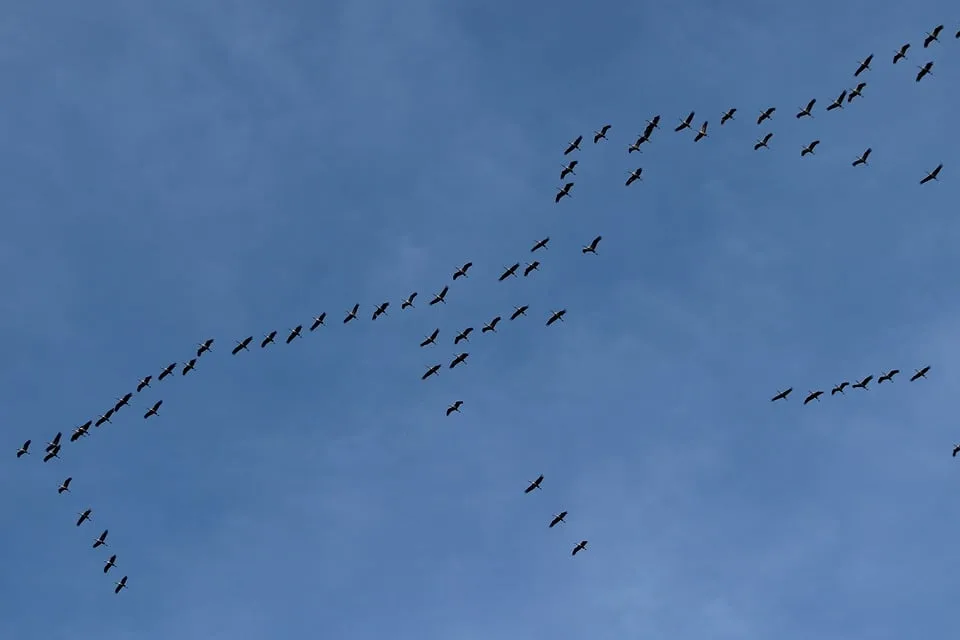 Vogelzug und Kulturgenuss: Veranstaltungen in Gera entdecken