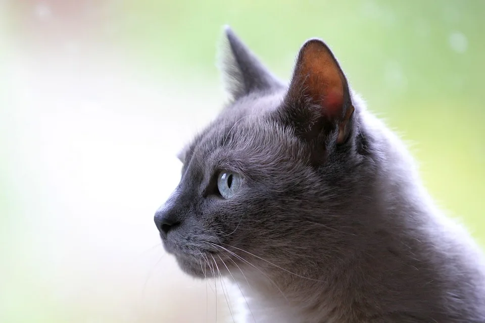 Vorhang auf für  Katze, liebe Katze  im Schulcampus Zarrentin!