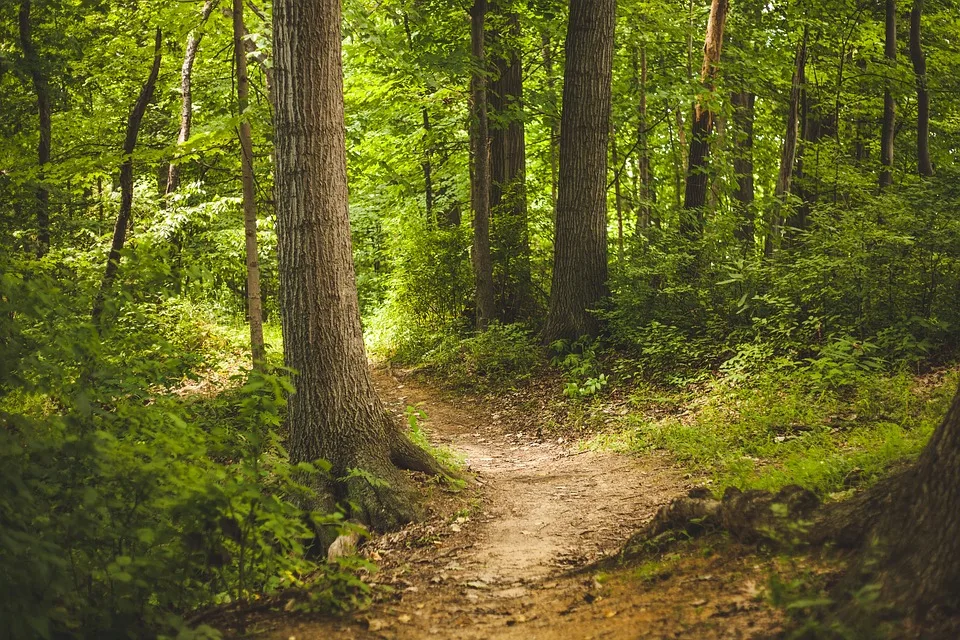 Wald für Leeder: Aufforstung als Antwort auf den Klimawandel