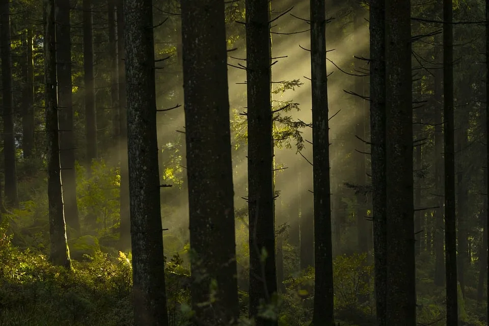 Waldbrand bei Pößneck: Polizei sucht Zeugen für Brandstiftung