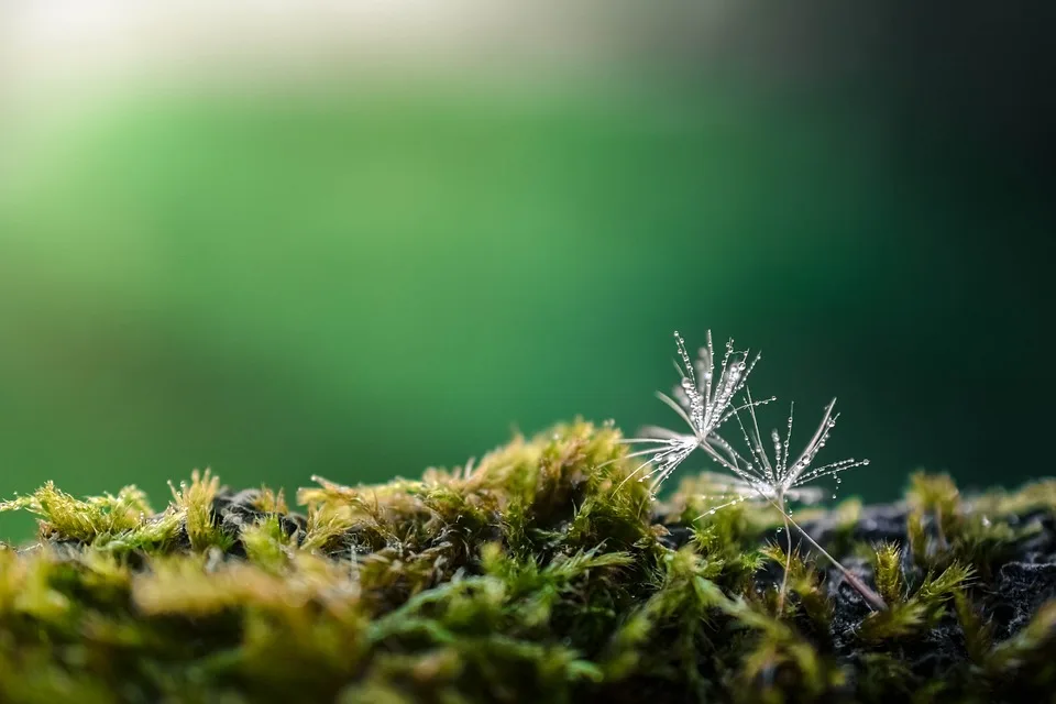 Waldbrandgefahr in Deutschland: Alarmierende Trends und Schutzmaßnahmen