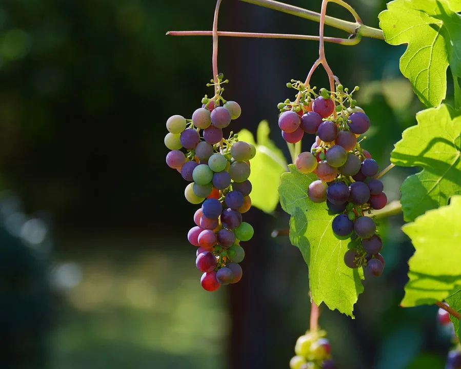 Weinwanderung in Hohenhaslach: Natur erleben und genießen