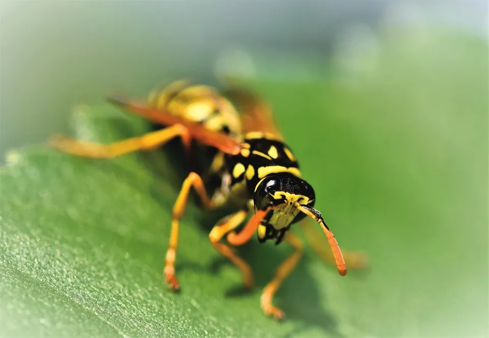 Weniger Wespen im Sommer: Wetter bedroht die Insektenpopulation