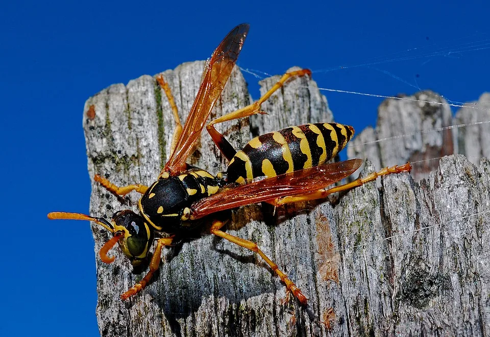 Wespennest in den Bergen: Wanderin erlebt allergischen Schock in Tirol