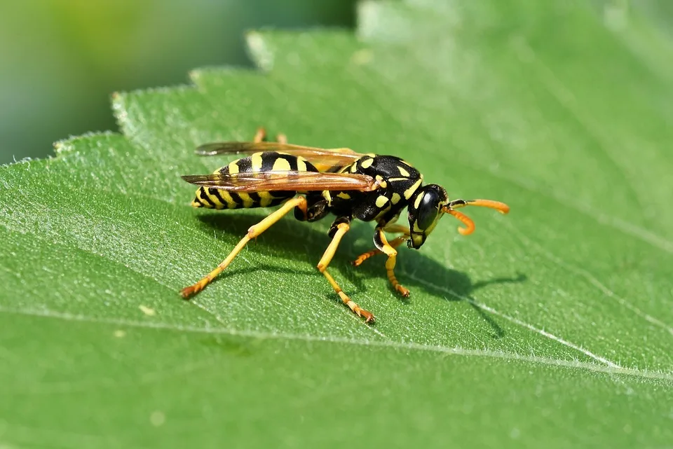 Wespenplage im Spätsommer: Weniger Insekten durch Wettereinflüsse