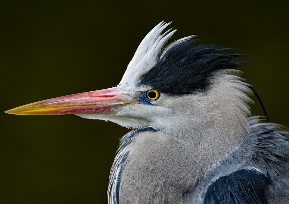 Wie Vögel in Walsrode der Sommerhitze clever trotzen