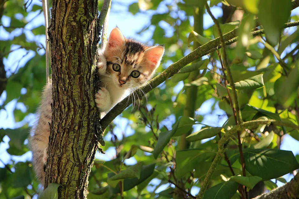 Wie meine Katze Sina den Rasenmäher kritisch beäugt – eine tierische Perspektive