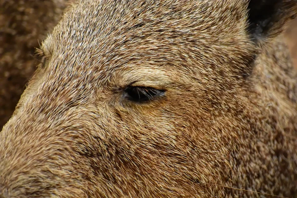 Wildschweine verwüsten Siegburger Nordfriedhof: Maßnahmen getroffen!