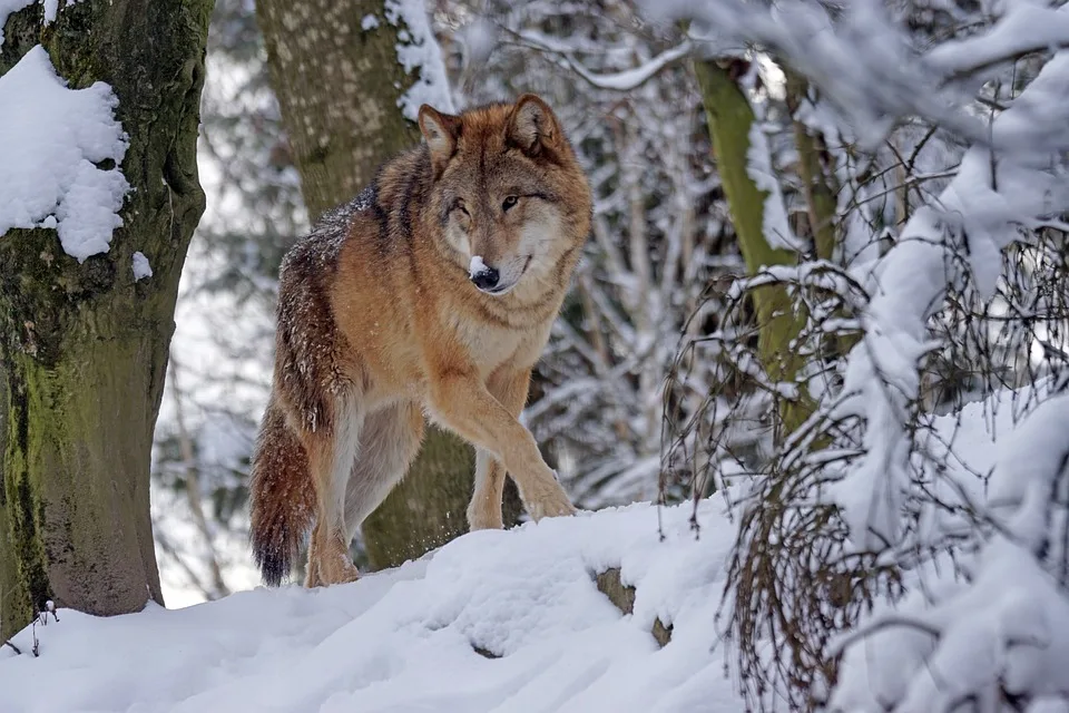 Wölfin in der Rhön erlegt: Erster Abschuss in Bayern seit Jahren