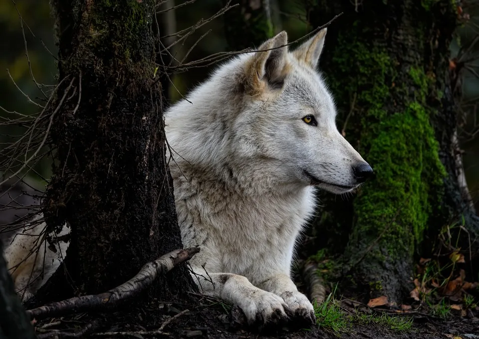 Wolf GW3092f: Erste Ergebnisse zur Tötung in der Hohen Rhön erwartet