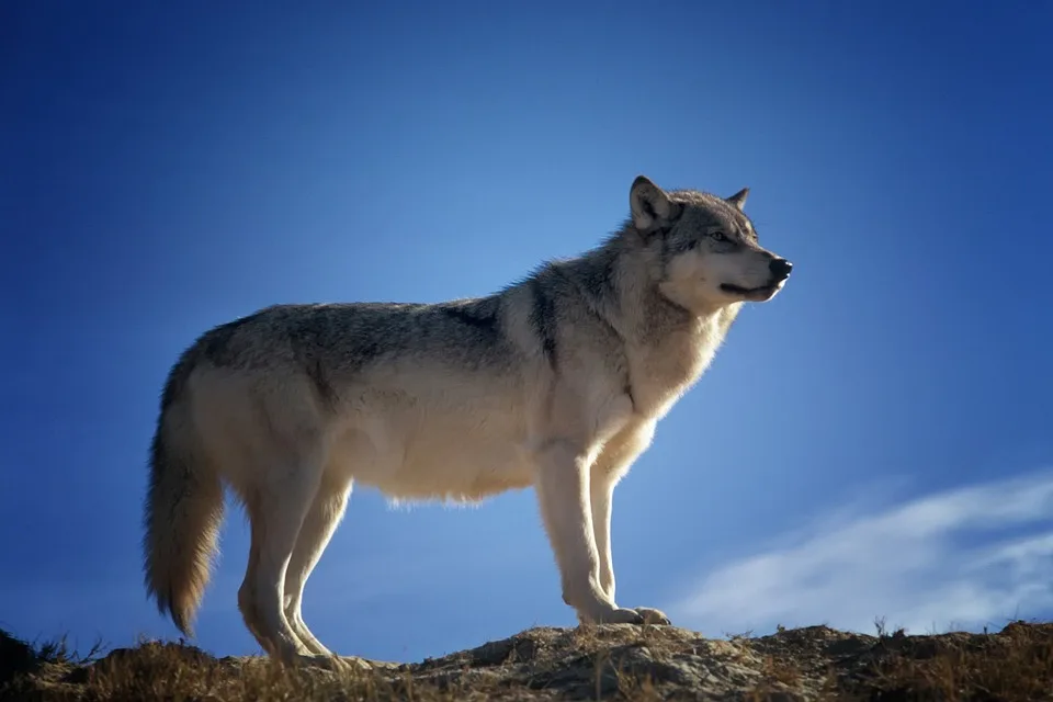 Wolf im Märkischen Kreis: Erstes Rudel im Ebbegebirge bestätigt!