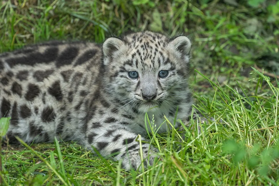 Zoo Berlin: Meng Meng Erwartet Zwillinge – Ein Streit um Artenschutz