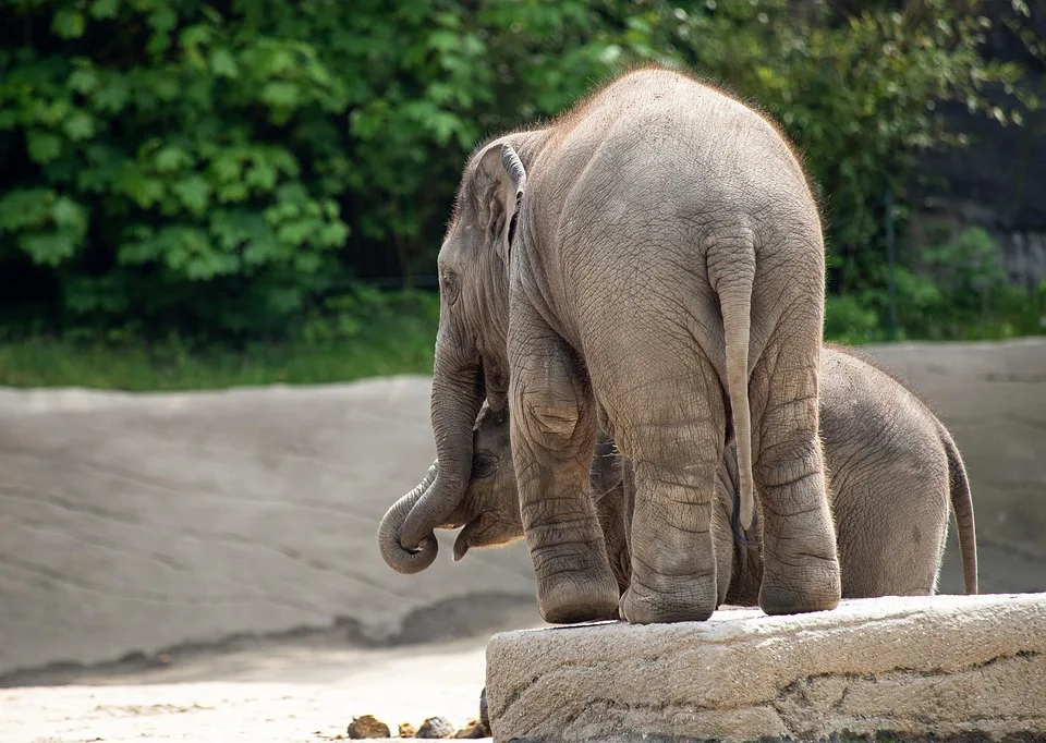 Zooparkfest in Erfurt: Banjoko feiert mit Musik und tierischen Highlights