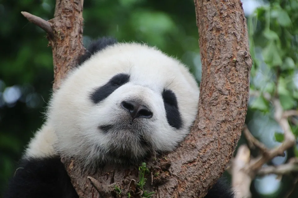 Zwei neue Panda-Zwillinge im Berliner Zoo: Ein seltener Nachwuchs