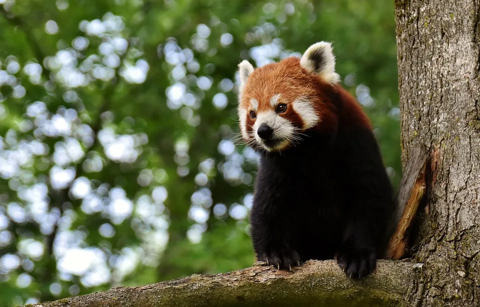 Zwei neugeborene Pandas im Berliner Zoo: Hoffnung für die Art