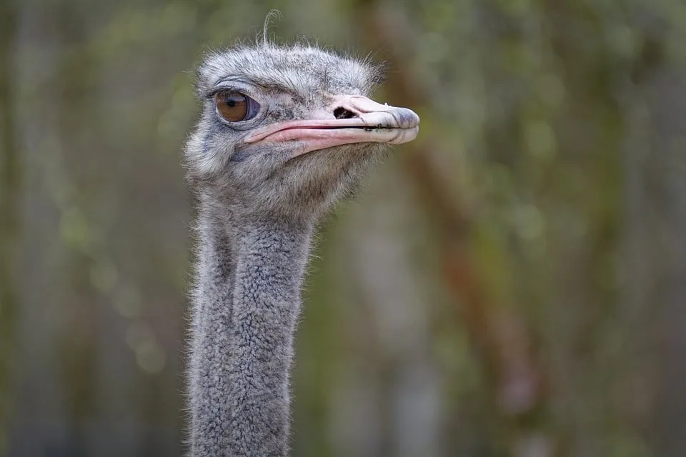 Jörg Gräser: Neue Abenteuer und Geheimnisse aus dem Zoo Leipzig