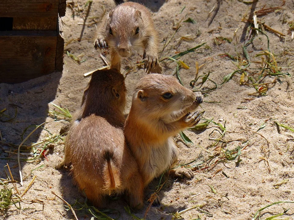 Prairie Dog 1379664 960 720.jpg