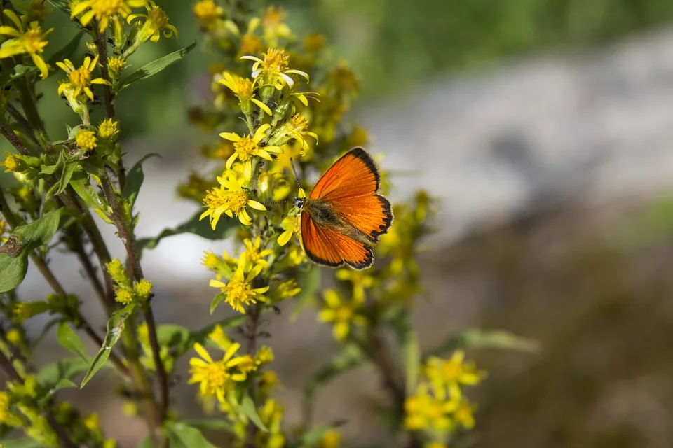 <p><strong>"Hitzerekorde in Sicht: Sommerhits im Norden bis Ende August"</strong></p>