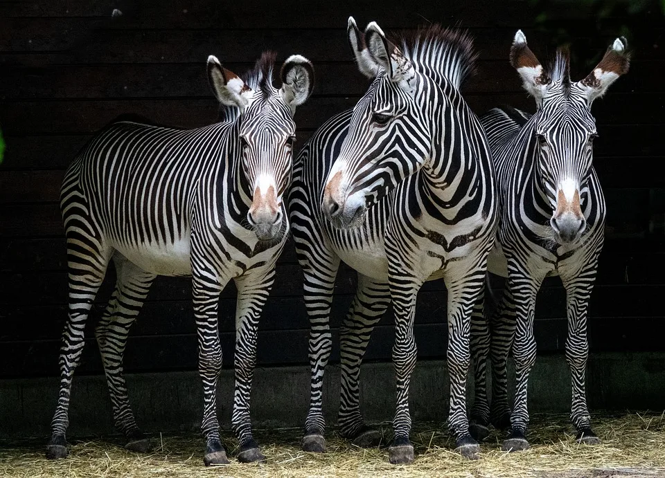 Jörg Gräser: Der Tierpfleger des Zoo Leipzig packt aus und schreibt ein Buch