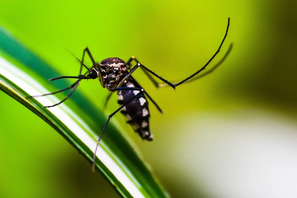 „Dengue im Urlaub: Experten geben Tipps zum Schutz vor Tigermücken“