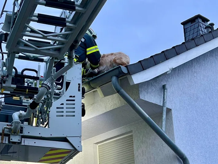 „Feuerwehr im Einsatz: Hund gerettet und Verkehrsunfall gesichert“