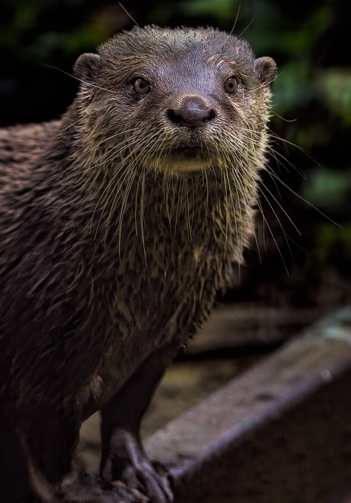 „Fiete, der Otter: Von der Wildtierstation zurück ins Wasserleben“