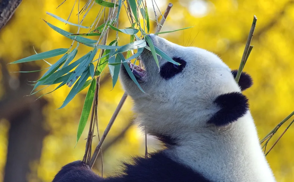 „Panda-Nachwuchs im Berliner Zoo: Zwei gesunde Babys erblicken das Licht“