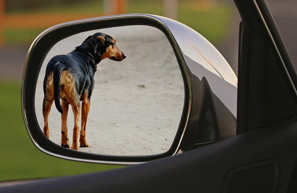 „Schockierende Tierquälerei in Nürnberg: Hund schwer verletzt“