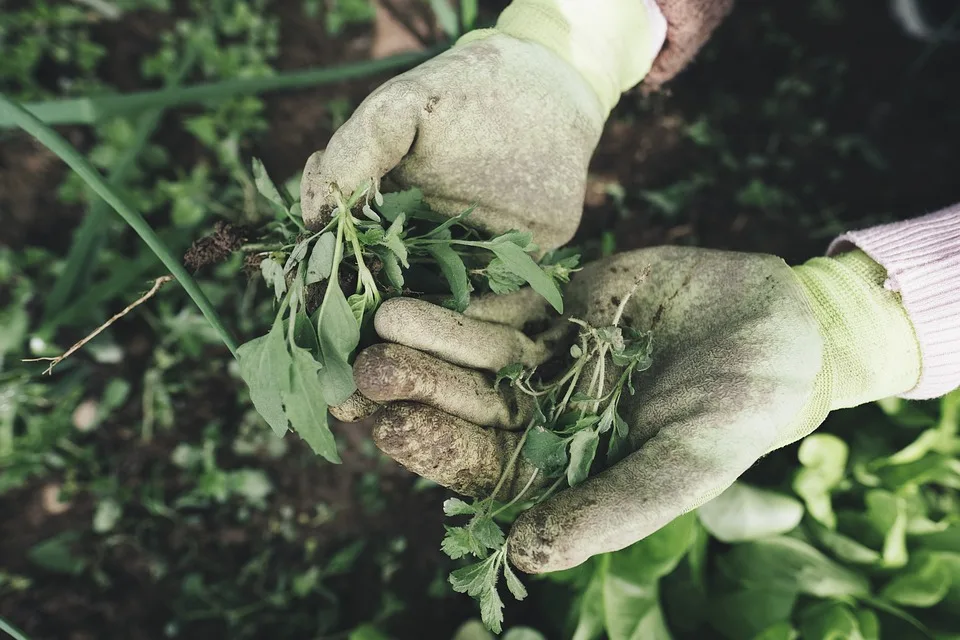 „Wörth-Garten: Ein Urban Gardening-Projekt voller Vielfalt in Nürtingen“