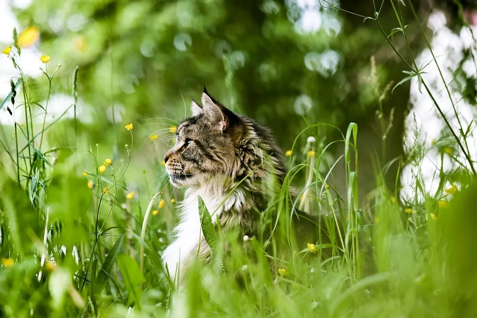 Abenteuerlicher Kater Tamino sucht erfahrenes Zuhause – Jetzt helfen!