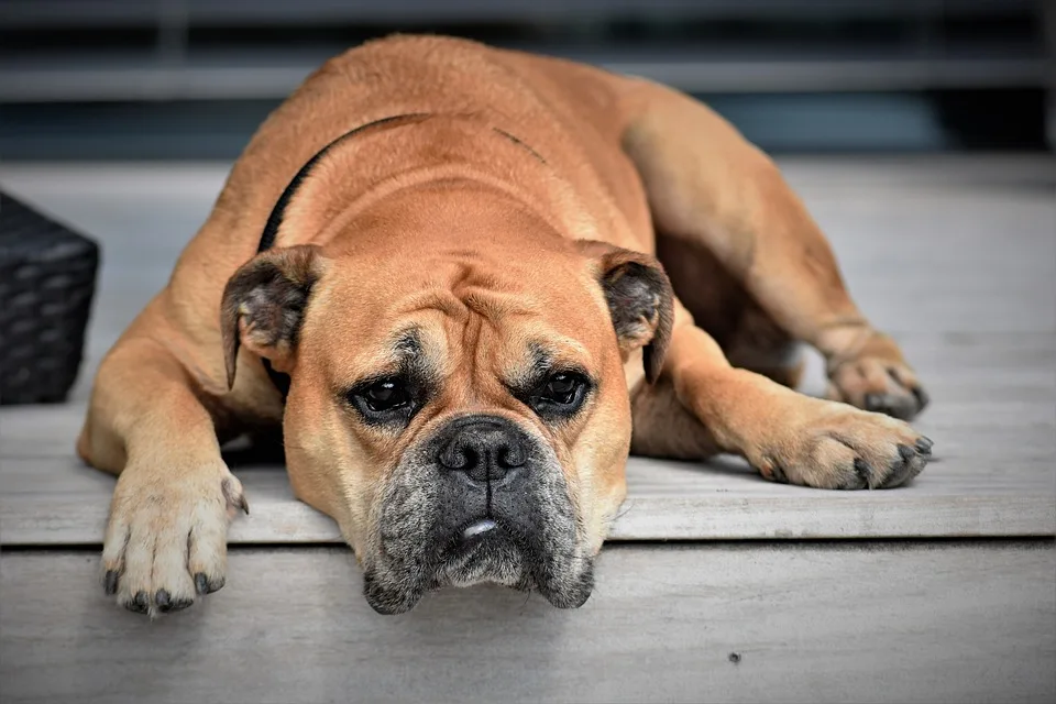 Achtung, Tierbesitzer! Mäusegerste bedroht Hunde und Katzen in Karlsruhe