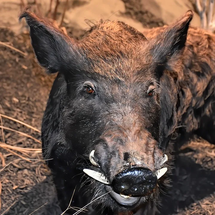 Ärger um Friedhof im Harz: Wildschweine sorgen für Chaos und Geruch!