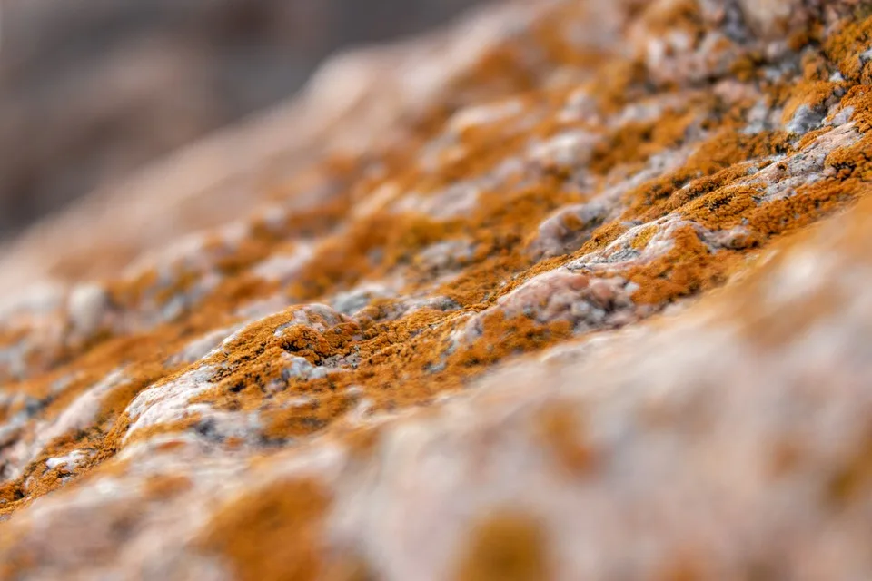 Albtraum Ostsee Mieter Kehren Zurueck Und Finden Schimmel Paradies.jpg