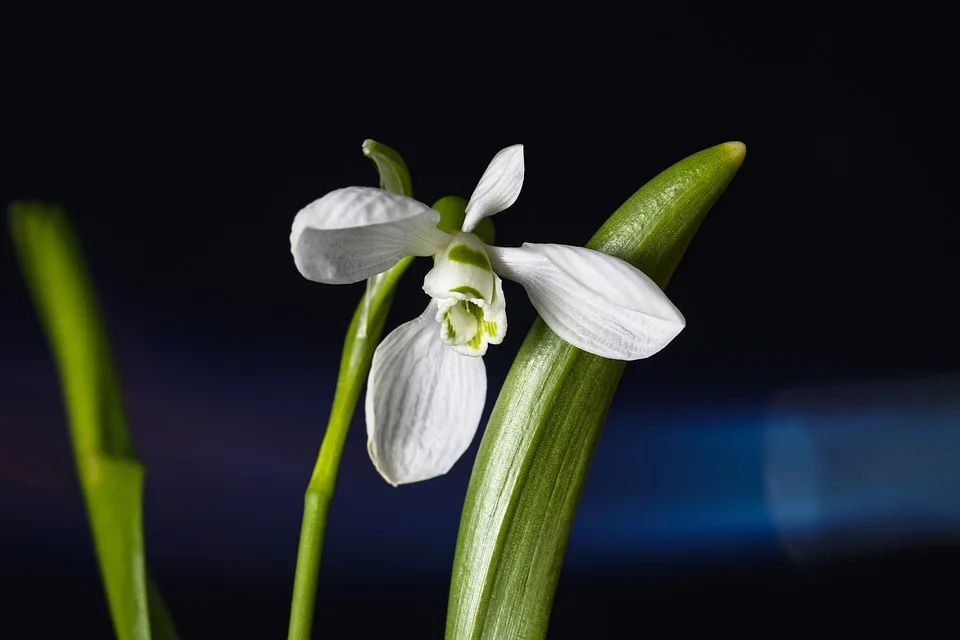 Amaryllis: So pflegen Sie Ihre Zwiebelpflanze im Jahresverlauf richtig