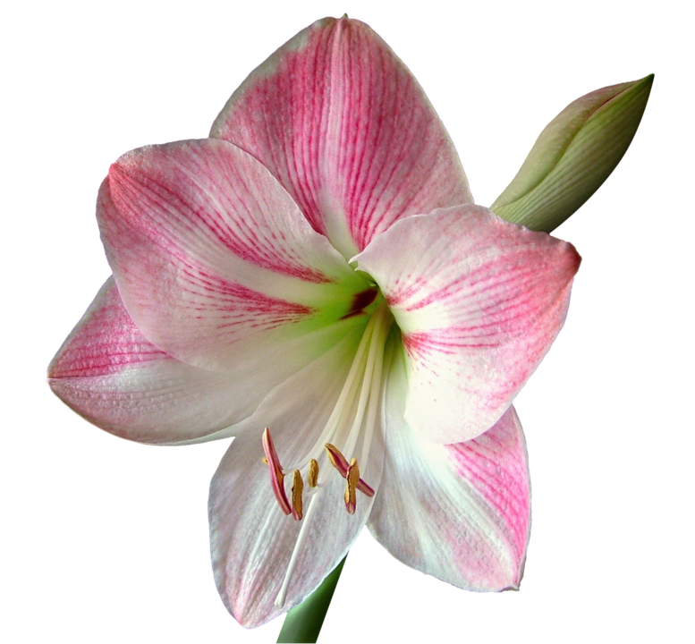 Amaryllis richtig pflegen: So blüht Ihr Ritterstern Jahr für Jahr!