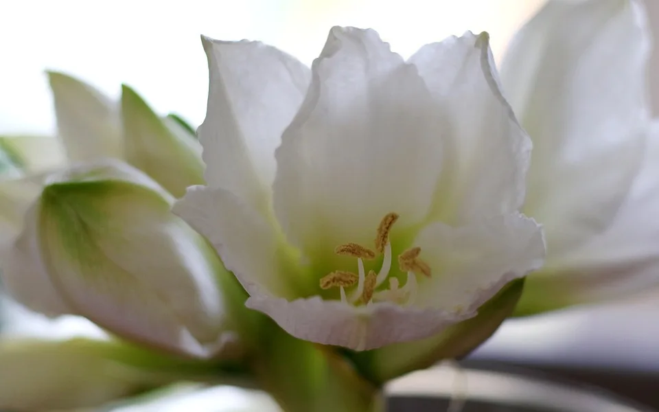 Amaryllis richtig pflegen: So blüht der Ritterstern immer wieder!