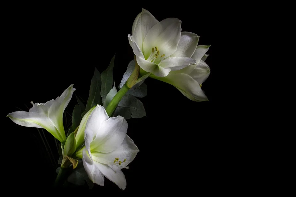 Amaryllis richtig pflegen: Tipps für eine zweite Blüte im Winter