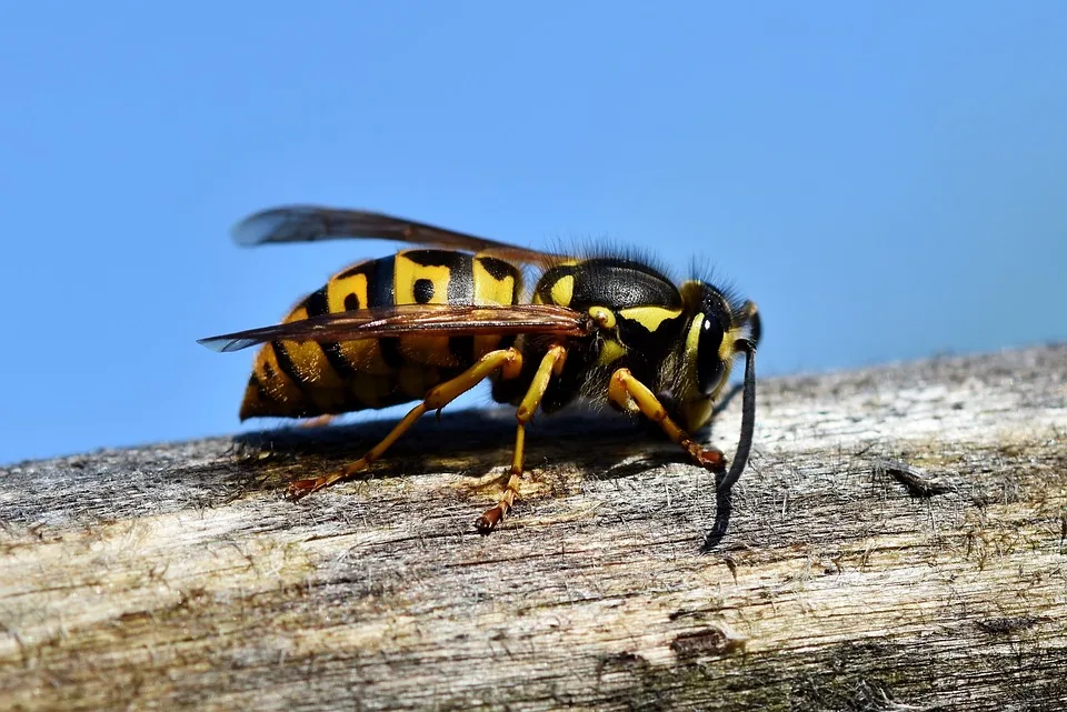 Asiatische Hornisse bedroht heimische Insekten – Marburg braucht Ihre Hilfe!