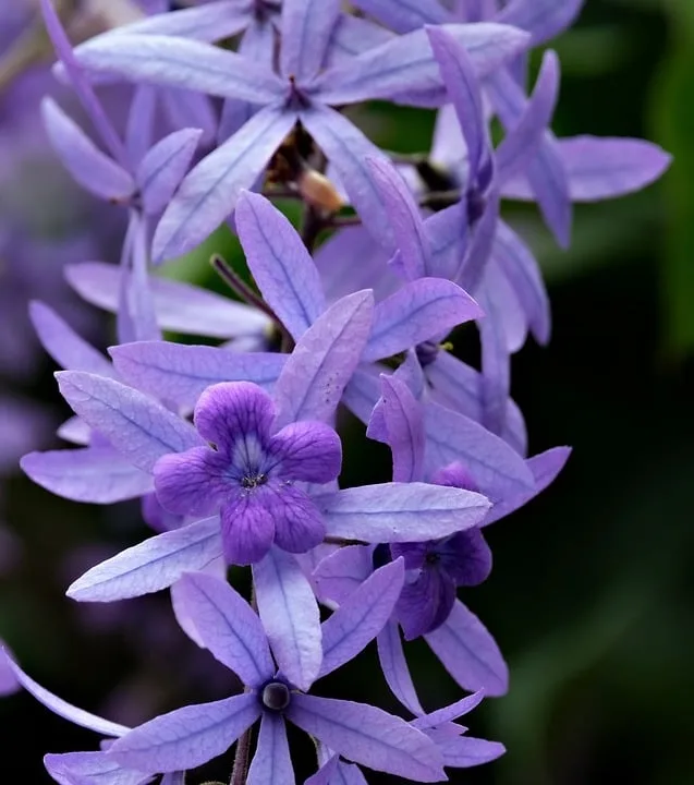 August-Garten: Drei Blumen, die jetzt für Farbe sorgen