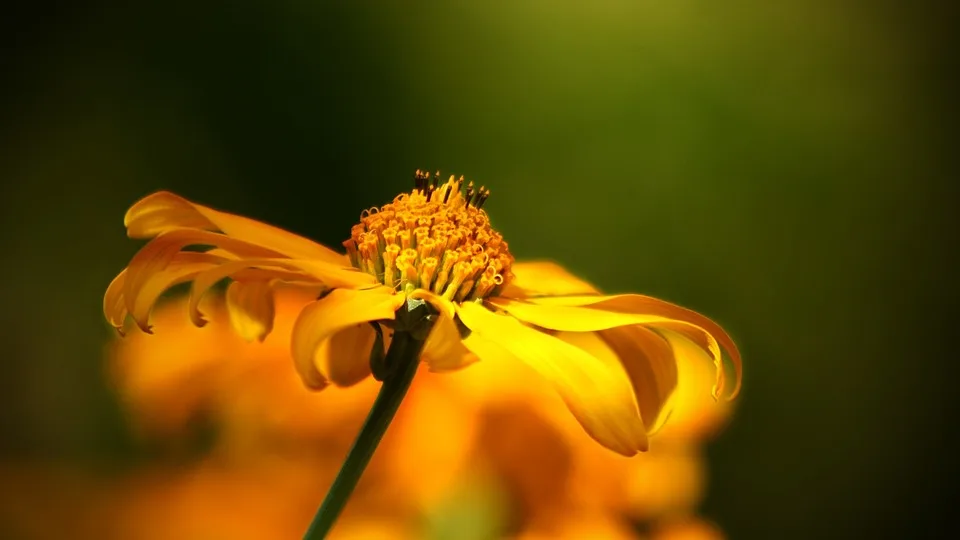 Bergwiesen-Blüten: Die vergessenen Heilkräfte unserer Natur