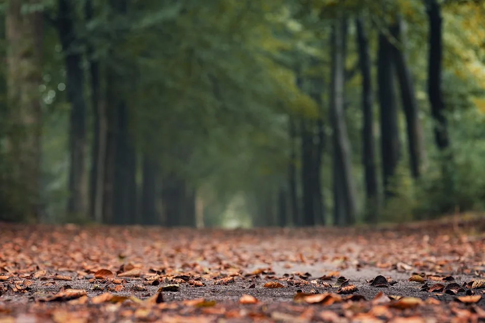 Besucherrekord auf Finkenrech: Der Herbstmarkt zieht Massen an!