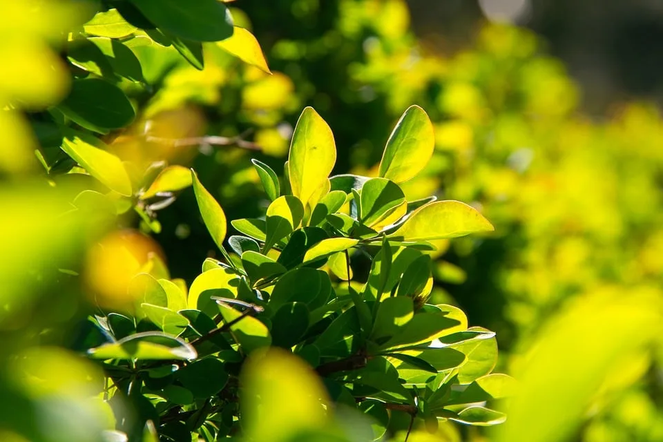 Brand einer Hecke in Norf: Zeugen gesucht!