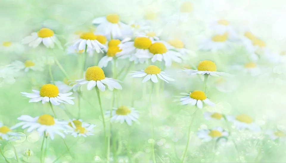 Bunte Akzente in Osterholz-Scharmbeck: 90 neue Blumenampeln schmücken die Stadt